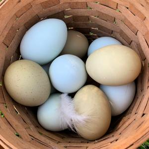 Natural Farm Chicken Table <b>Eggs</b> Fresh 100% Pure Full of Vitamins and Minerals Packed for Safe <b>Storage</b> and Healthy Eating - Product Image 6