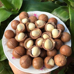Noix de macadamia biologiques de qualité supérieure haute nutrition fruits tropicaux emballés sous vide crus bons pour la santé fabriqués au Vietnam - Product Image 3