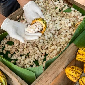 Haricots de cacao de qualité supérieure en vrac Vente en gros Graines de cacao séchées biologiques Haricots naturels de haute qualité Fournisseurs de qualité d'exportation - Product Image 4