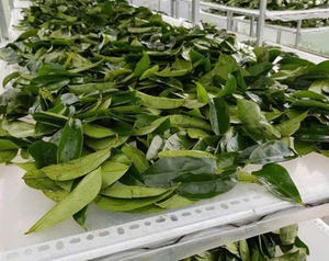 Le meilleur du Vietnam: Poudre de feuilles de corossol certifiée en vrac - Product Image 6