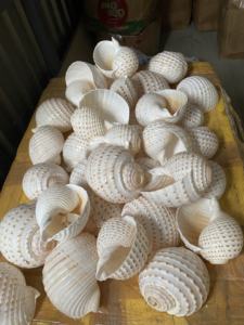 Conchas marinas vietnamitas Turbo Burgess: especímenes de alta calidad para coleccionistas - Product Image 3