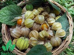 Exportación de bayas doradas secas de alta calidad de proveedores vietnamitas - Product Image 3