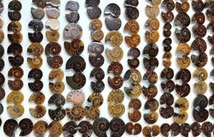 Mẫu hóa thạch ốc anh vũ tự nhiên được chạm khắc thủ công - Product Image 4