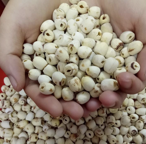 Pure Dried Lotus <b>Nuts</b> from Vietnam Natural Food Material for Traditional Dishes and <b>Snacks</b> - Product Image 1