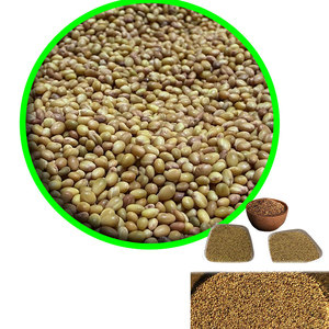 Berseem Clover | Forraje de alta calidad para el cultivo de carne - Product Image 2