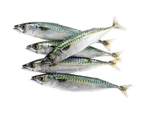 Pescado Congelado Fresco al por Mayor: Precios de Caballa Congelada Entera, Caballa del Pacífico Congelada, Caballa Caballito Congelada al por Mayor - Product Image 6