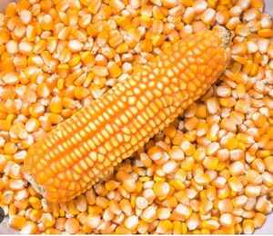 Maíz Amarillo al Mejor Precio al por Mayor - Maíz Amarillo para Alimentación Animal del Exportador Principal de la UE - Product Image 4