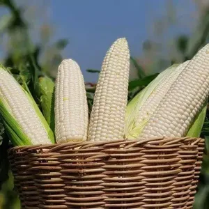 Agricultural Product Bulk Grain White Dry Corn Kernal Dried Maize Dry White Corn with Competitive Price - Product Image 5