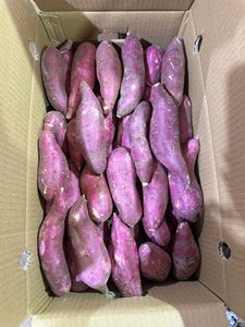 Batata Dulce Fresca de Vietnam Disponible para Exportación a Granel con Larga Vida Útil y Gran Sabor Natural - Product Image 5