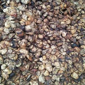 Goma de alta calidad Great A Cup Lump - Product Image 1