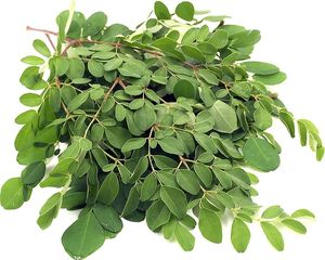 Hojas de Moringa, superalimento Premium seco y natural, suministro al por mayor a granel, exportación orgánica y de etiqueta privada - Product Image 1