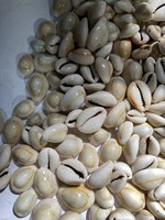 Coquillages de cauris de qualité supérieure à vendre en gros - Fournisseur en gros