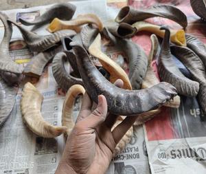 Venta directa de fábrica, la mejor calidad, cuerno de búfalo de agua genuino, masticable para perros, estilo Animal pulido, religioso de la India - Product Image 5