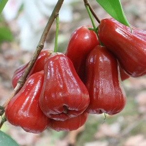 Pomme de cire séchée douce de qualité supérieure, Vietnam, collation de fruits tropicaux naturels, exportation - Product Image 6