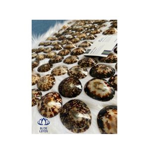 Coquilles de bébé d'allaitement Naturel Poli Coquillage Limpet Artisanat pour Soutien-Gorge Fabriqué au Viet Nam - Product Image 1