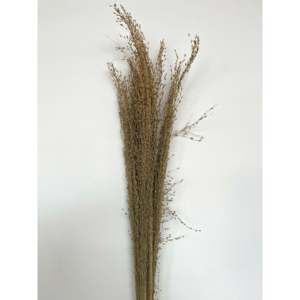 Flor Seca de Ilalang - Product Image 3