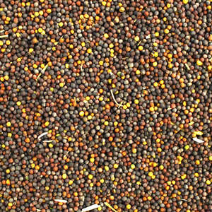 Semillas de Colza Secas, Alimento Seco de Primera Calidad, 100% Natural, Precio de Mayoreo para Necesidades Agrícolas - Product Image 3