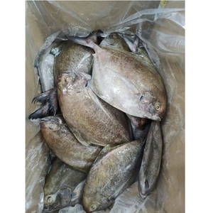 IQF New Frozen Red Pomfret Delicious Black Pompano Top Corps Entier 24 Mois Durée de conservation Nature Block Catégorie de produit Poissons - Product Image 5