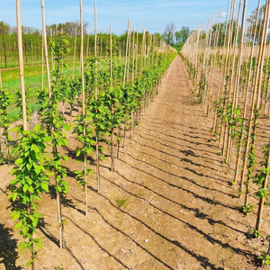 ¡Vendedor caliente! ¡Tendencia caliente! Palo de bambú para planta/fuerte resistente profesional soporte de planta de bambú bastones de bambú/estacas/poste - Product Image 6