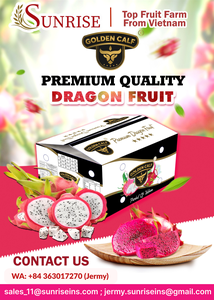 Verse Draak Fruit Premium Grade Vietnam Oorsprong Gezond