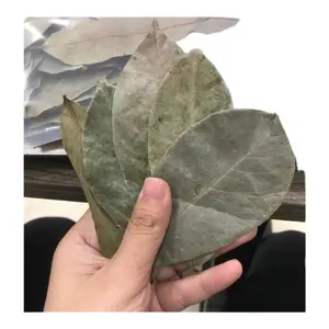 Hojas de Guanábana Secas Naturales de Alta Calidad de Vietnam - Bolsa de 5 kg, 2 Años de Vida Útil, Precio Competitivo y Muestra Disponible - Product Image 1