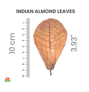 Feuilles d'amandier catappa indiennes pour poisson betta meilleur nettoyage botanique pour réservoir de poissons paquet de 100 taille inférieure à 10 cm / 3.93" - Product Image 2