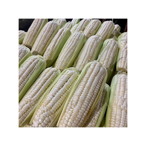 Maíz amarillo no OGM más vendido, maíz amarillo y maíz blanco, maíz secado al aire a la venta - Product Image 6