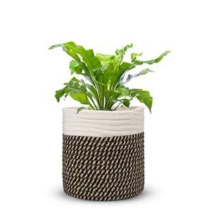 Macetero de Macramé Contemporáneo para Decoración de Sala de Estar, Accesorios que Realzan el Interior con un Enfoque en Plantas Verdes - Product Image 6
