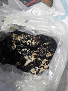 Seta de oreja de madera seca de Vietnam, hongo negro, tallo entero cortado picado a la venta, proveedor Premium, exportador directo - Product Image 3