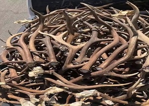 Extracto de Asta de Ciervo de Resina Natural en Polvo, Procedente de Ganado, para Alimentos Saludables, 3 Años de Duración, Venta Directa - Product Image 6