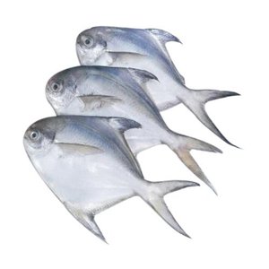 Fresh Frozen precio barato Frozen Silver Pomfret pescado blanco - Product Image 1