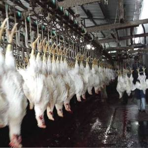 Machine de <span class=keywords><strong>boucherie</strong></span> de volaille Ligne d'équipement d'abattage de poulet HJ-TSSB d'équipement d'abattage de canard - Product Image 5