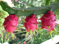 Goedkope Prijs Seizoen Dragon Fruit Fruit Uit Vietnam Export Naar Eu, Usa, Korea