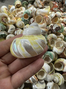 Conchas de Caracol Pulidas de Alta Calidad para Exportación, las Más Vendidas del 2025, para Decoración - Caryln - Product Image 5