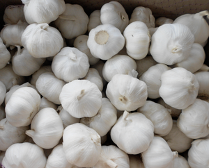 Ail frais du Vietnam de qualité supérieure - Marque TINIMEX Saveur naturelle Fournisseur en gros en vrac de Hai Duong - Product Image 1