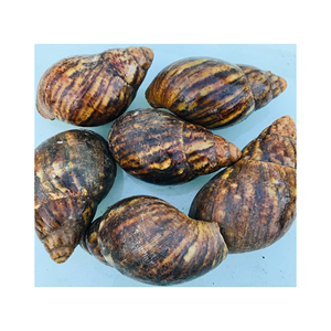 Escargots africains congelés, nettoyés, transformés, riches en protéines, délicatesse - Product Image 2