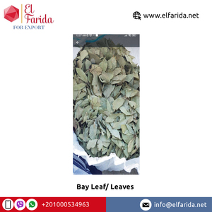 Top bán duy nhất gia vị chất lượng tuyệt vời khô bay <span class=keywords><strong>Laura</strong></span> lá/bay lá Ai Cập lành mạnh nguyên liệu chế biến giá thấp - Product Image 2