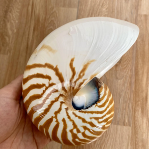Hete Verkoop Natuurlijke Folk Ambachten Groot Formaat Ammoniet Fossiele Nautilus <span class=keywords><strong>Shell</strong></span> Voor Decoratie - Product Image 5
