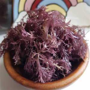 Mejor vendedor 2025 Sea Moss con gran cantidad de Vietnam - Product Image 1