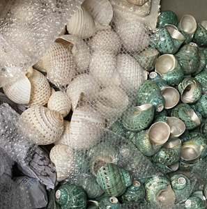 Concha de Chicoreus ramosus, Material para Decoración de Interiores y Manualidades, Recogida Éticamente en Vietnam - Product Image 1