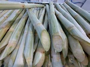Délice de canne à sucre congelée pure du Vietnam-Canne à sucre de qualité supérieure, approvisionnement en vrac, idéal pour les boissons rafraîchissantes avec la meilleure offre à exporter - Product Image 3