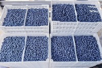 Bosbessenextractpoeder, voedingskwaliteit, hoge anthocyanine, wateroplosbaar, superfood, HACCP-gecertificeerd, 2 jaar houdbaar, immuunondersteuning