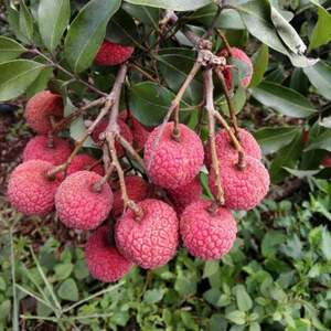 Litchi biologique du Vietnam, de haute qualité, frais, juteux, doux, à peau rouge, Luc Ngan, export, vente en gros, OEM disponible, 10 kg/boîte, Premium Minh - Product Image 6
