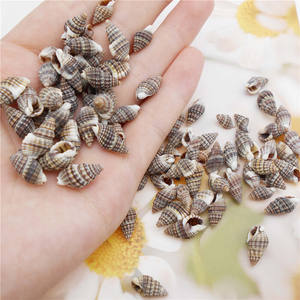 CONCHAS DE MAR BATILLARIA ZONALIS SELECCIONADAS A MANO/PULIDAS NATURALES/GRADO LIMPIO/PARA EXPORTACIÓN GLOBAL - Product Image 3