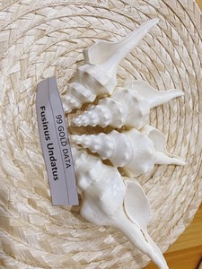 เปลือกหอยที่มีคุณภาพสูงในราคาที่แข่งขันได้สินค้าที่ดีสำหรับการตกแต่งจาก99ข้อมูลทอง - Product Image 6