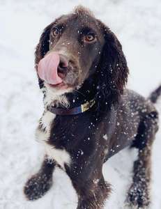 Divine International Personalizable Bold Stitch Polo Collar de perro de cuero Durable Lujo y estilo clásico una declaración en estilo - Product Image 4