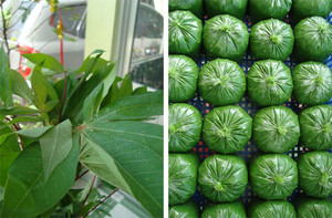 Hojas de yuca congeladas IQF listas para exportar, blanqueadas, a granel de Vietnam, hoja de yuca de calidad superior para los mercados, envío rápido - Product Image 3