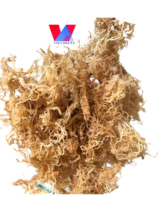 Mousse de mer irlandaise de qualité alimentaire de qualité supérieure crue du Vietnam/mousse de mer dorée à bon prix/algues séchées Eucheuna Cottonii - Product Image 5