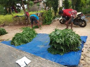FEUILLE DE MORINGA - Product Image 4