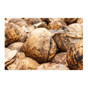 Látex de caucho natural en grumos, grado de extrusión, forma redonda, calidad de exportación, proveedor mayorista de látex blanco líquido crudo - Product Image 2